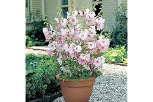 CARBETH PLANTS 3 x Lavatera Barnsley Baby - Ready to Plant Shrubs - Tree Mallow