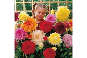 MILLTHORPE PLANT CENTRE Mixed Giant Flowering Dinnerplate Dahlia Tubers - 5, 10 or 25 tubers - Free P&P (5)