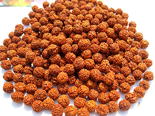 Abalorios sueltos, 5 Face o 5 Mukhi Rudraksha, de Discount4Product, madera, marrón, 8MM-200pcs