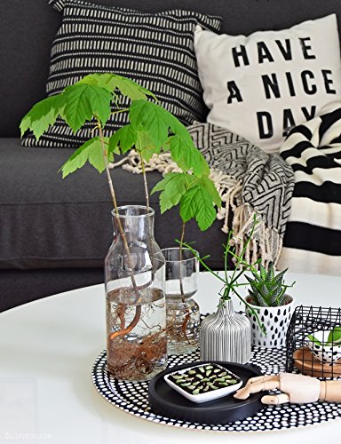 Lindenbäumchen Mini ca. 10-20cm Sommerlinde Tilia platyphyllos für Garten, Balkon oder das Fensterbrett – Original Rheintallinde aus dem Elsass – Saisonware – Zuchtqualität - 3