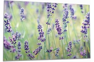 Wallario Herdabdeckplatte/Spritzschutz aus Glas, 2-teilig, 80x52cm, für Ceran- und Induktionsherde, Lila Blumenfreude - Violette Pflanzen auf der Wiese