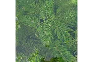 LAMPHLE 100 Pcs Ceratophyllum Demersum Graines Plante Réservoir D'eau Aquarium Décor pour Jardin Plantation Graines de Ceratophyllum Demersum