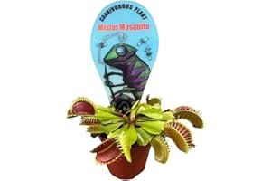 ZynesFlora Mini Dionaea Vénus Attrape-mouche en pot Ø 6 cm Plante carnivore - Hauteur : 5-8 cm - Plante d'intérieur et d'extérieur Plante de marais