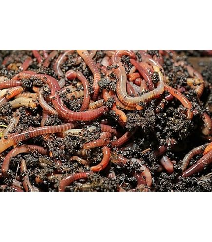 Angelwrmer kaufen - Dendrobenas - lebende Wrmer - Angelkder -  Lebendkder - 250 Stck mittlere Gre + 1 Beutel Wurmspezialfutter (250) :  Amazon.de: Sport & Freizeit