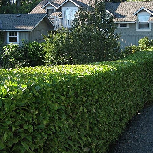 10 x 2-3 ft Tall Multi-stemmed Laurels Plants - Extra Hardy, Shade Tolerant Dense, Multi-stemmed Bare Root Evergreen Privacy Hedging, Prunus Rotundifolia 'Caucasica' + Free Guide