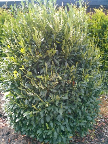 immergrüner Kirschlorbeer Prunus laurocerasus Herbergii 100 cm hoch im 5 Liter Pflanzcontainer