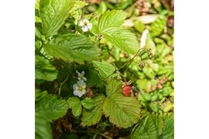 THOMPSON & MORGAN Woodland Strawberry Fragaria Alpine Wild Hardy Perennial Fruit Winter Summer Flowering Harvest Garden Plants Grow Your Own 1 x Seed Packet (80 Seeds) Woodland Strawberry by Thompson and Morgan