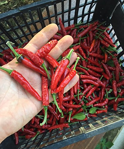 60 REINEN SAMEN der 6 HEIßESTEN UND SCHMACKHAFT CHILI in der WELT – KOLLEKTION 6 BIS: TRINIDAD MORUGA SCORPION RED, BROWN BHUTLAH, FATALII, CHEIRO ROXA, HABANERO YELLOW BULLET, SATAN’S KISS – DIE FRüCHTE SIND NICHT ENTHALTEN - 6