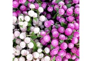 LEGUTKO Globe Amaranth nasiona – prawdziwy amarant kulisty
