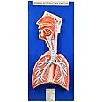 jainco Human Respiratory System Model on Base