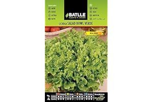 Semillas Batlle Laitue Batavia Bol de Salade Verte