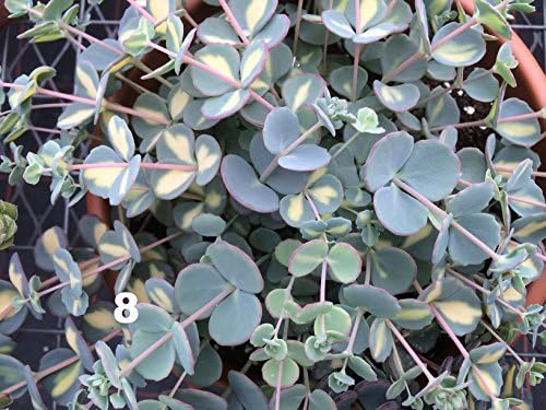 Sedum, Stone Crop Alpine mixed 9cm Pot ready for taking cuttings (Sedum SIEBOLDII MEDIOVARIEGATA S 8, 1 Plant)