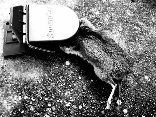 SWISSINNO1 003 223 SuperCat Mausefalle 2 Stück inkl. Naturköder + 6 Ersatzköder - 7