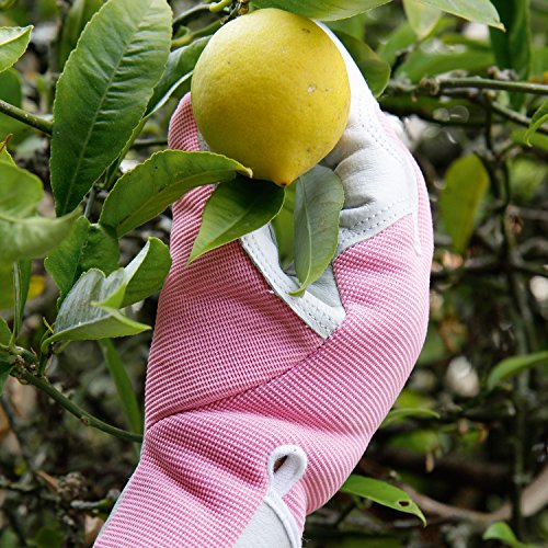 Lederne Gartenhandschuhe für Damen (mittelgroß / kleine Größe) – von Viridescent. Frauen lieben diese rosa, femininen, eng anliegenden Handschuhe. Schützend, bequem und langlebig (sogar sicher für das Zurückschneiden von Rosen). Die beste Geschenkidee für jede Gärtnerin. Kaufen sie es heute im Schlussverkauf! - 8