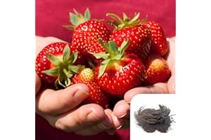 HARRINGTONS ROSES 5 x Strawberry Honeoye – Juicy Red Berries, High-Yielding, Ideal for Gardens & Allotments, Hardy & Easy to Grow - Top Grade Fruit for Home Produce