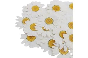 PPMTER 12 Pcs Flor De Margarita Seca Natural, Flor Prensada para Decoración De Casa, Fabricación De Joyas, Estuche De Teléfono Decoración De Bricolaje