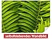 Produktbild selbstklebendes Wandbild Fern Closeup – leicht zu verkleben – Wallprint, Wallpaper, Poster, Vinylfolie mit Punktkleber für Wände, Türen, Möbel und alle glatten Oberflächen von Trendwände