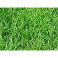 BE GROW Lawn and Ground Hybrid Grass Seed - 40 Gram Seed Suitable For Lawn, Nursery, Garden, Homegardening And Patio