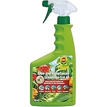 kugeldistel saatgut Kugeldistel – Blumensamen online kaufen