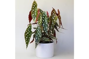 TROPICAL PLANTS UK BRITISH GROWERS Begonia Maculata - House Plants & Indoor Plants, Real Polka dot begonias in 13cm pots, These are not Fake Plants. Height Measures 30-40cm