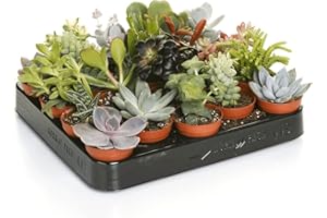 Carbeth Plants Indoor Succulent Plants Mix - 10 Small Units in 5.5cm Pots - Real Live Succulent Plants - Perfect for Home, Office & Gifting