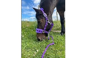 Equipride Licol en Nylon rembourré avec Longe Assortie Violet