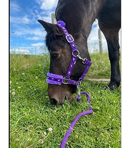 Licol Pour Cheval Avec Fourrure - Taille XL, Bleu | Pour Pur-sang, Confort Et Sécurité