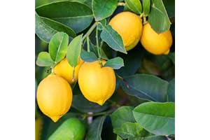 WJKWY-Q Zitronenbaum Samen Winterhart Lemon Tree Limetten Orangenbaum Lemontree Obst Samen ObstbäUme SäUlenobst Zimmerpflanze Bio Saatgut Winterharte KüBelpflanzen Balkonpflanzen Citrus Kumquat 50Stück