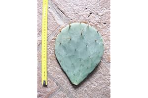 GEOSISM & NATURE Opuntia tardispina (n.1 Schaufel) 15-25 cm, Kaktus, winterharte Sukkulente, beständig bis -20 C