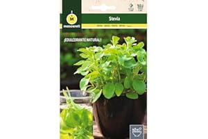 M MASCARELL SEMILLAS DESDE 1920 Mascarell Semillas, STEVIA, Semillas de Hierbas Aromáticas para Plantar, Crea tu Propio Huerto en Casa, Contiene 0,05 gr