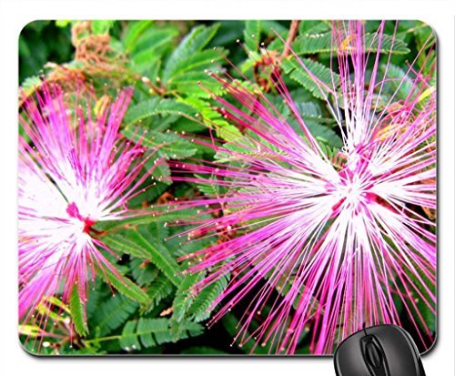 Calliandra brevipes Mouse Pad, Mousepad (Flowers Mouse Pad)