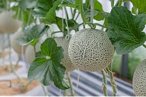 HUA XIAN ZI Semi di melone cantalupo - 40 semi Sweet Fruit Melon Garden Plant