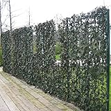 Sichtschutz pflanzen im topf