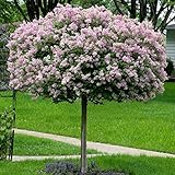 Pflanze schneeball Pflanze schneeball