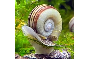 AQUA BREEDING SKILL 5 Escargots Marisa Cornuarietis pour Aquarium – Contrôle Naturel des Algues, Escargots Vivants pour Aquariums, Décoration pour Aquariums