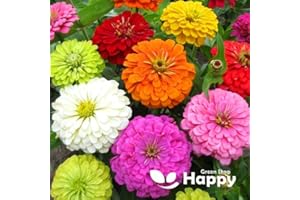 HAPPY GREEN SHOP Giant Zinnia Dahlia Flowered Mix - 300 Seeds + Plant Tag + Freebie - Long Flowering