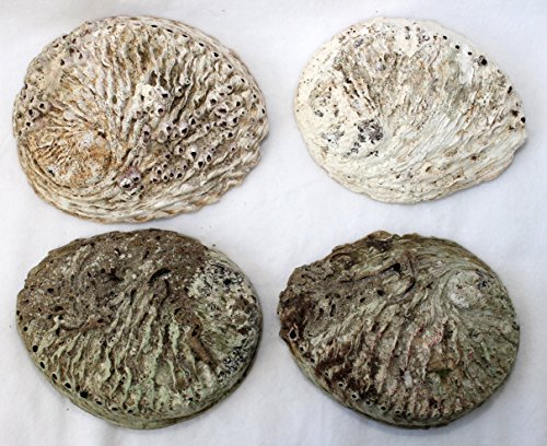 Ali Baba Räucherschale Abalone Muschel ca. 16x13cm - 3