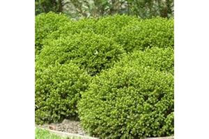 GARDENERSDREAM 3 X HEBE 'Green Mound' Evergreen Shrub Hardy Garden Plant in Pot