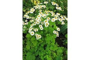 SVI -Herb- Partenio"Tanacetum parthenium" 100 + semi perenni