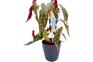 GENERICO Vivaio Garden Forest Pianta Begonia Maculata Wightii, Pianta reale, Pianta da appartamento, Brasile, Decorazione casalinga, Pianta brasiliana, Pianta tropicale, Vaso 12CM, H 30cm