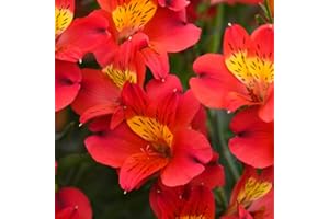 THOMPSON & MORGAN Alstroemeria 'Summer Heat' - Stunning Red Flowers, Long-Blooming Peruvian Lilies for Borders and Pots - Easy Care, Compact Growth - Ideal for Garden 3X Jumbo Plugs by Thompson and Morgan