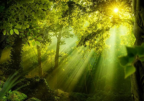 Vlies Fototapete 400×280 cm ! Top – Tapete – Wandbilder XXL – Wandbild – Bild – Fototapeten – Tapeten – Wandtapete – Wand – Wald Natur Landschaft c-A-0077-a-a - 3