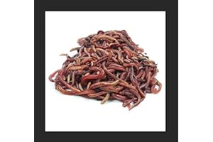 CRICKWOO Lombrices Rojas Californianas para Compost. Vermicompostaje. Produce tu propio Humus de Lombriz a Partir de Resudios Organicos en Casa