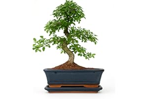 BONSAI2U Chinese Elm Bonsai Tree - You Choose (9yr Chinese Elm)