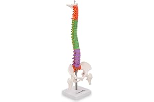 AURALIA MEDICAL GROUP Human Spine Anatomy Model with Vertabrae, Anatomical Flexible Model for Teaching 41cm