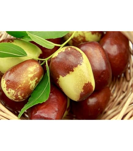 Albero Di Giuggiole - Pianta Da Frutto Antica, Dolce E Farinosa, Facile Da Coltivare, Resistente, Per Giardino O Vaso - Foto 2