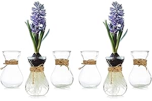 Small Glass Vase for Flowers - Hewory 6 Pcs Clear Small Vases for Table Decorations Centrepiece, Bud Vase Bulk for Hyacinth Bulb Avocado Growing, Mini Plant Vase for Wedding Home Living Room Decor