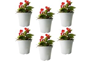 FIORI COMMESTIBILI BIO Begonia (6 PIANTE) - Fiori NON commestibili - Azienda agricola Carmazzi