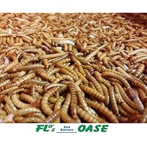 Mehlwürmer LEBEND 500 Gramm Futterinsekten Reptilienfutter Futtertiere Igelfutter Vogelfutter