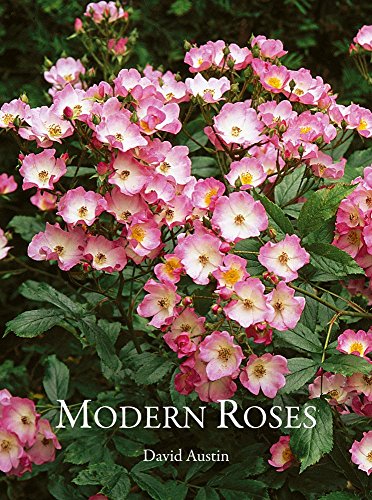 Modern bush and shrub roses